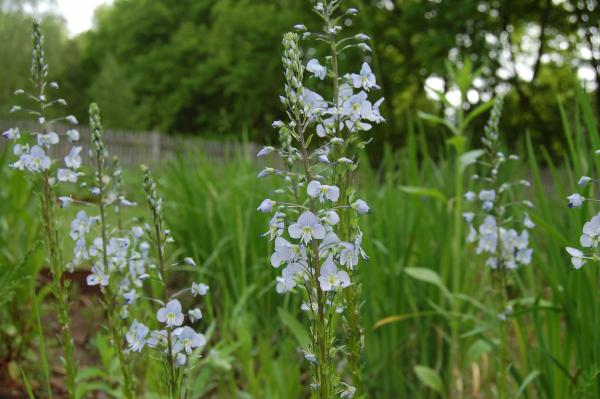 Veronica gentianoides | Enzian-Ehrenpreis